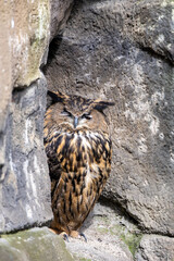 Eurasian Eagle Owl (Bubo bubo), Found in Forests and Rocky Areas Across Europe and Asia.