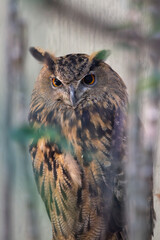 Eurasian Eagle Owl (Bubo bubo), Found in Forests and Rocky Areas Across Europe and Asia.