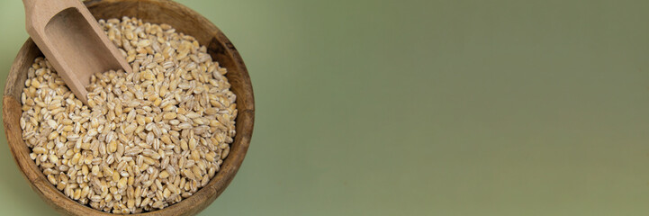 Pearl barley in green background copy space. Whole spelt grain species. High protein fiber-rich vegan plant based food ingredient. Gluten free superfood healthy nutritional dietary alternative food 