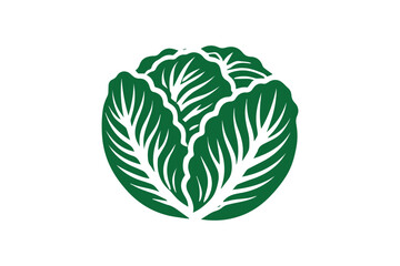 cabbage vector illustration isolated in white background