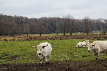 Englisches Parkrinder auf der grünen Wiese