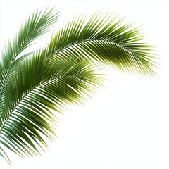 Obraz premium Folhas de palmeira isoladas em fundo branco