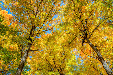 Canopy of Maple Trees With Vibrant Autumn Colors