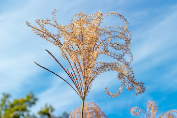 Ornamental Zebra Grass Against Blue Sky and Clouds