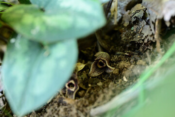 晩秋の花　カンアオイの花