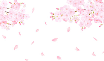 桜の木ー美しい薄いピンク色の桜の花と花びら春の水彩白バックフレーム背景素材イラスト