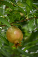Fresh Green and Red Pomegranate Fruit on a Tree