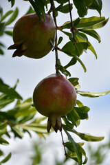 Pair of Pomegranates Hanging From a Tree Branch