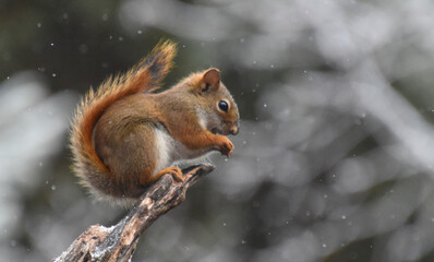 A red squirrel in the fall Sainte-Apolline, Québec, Canada