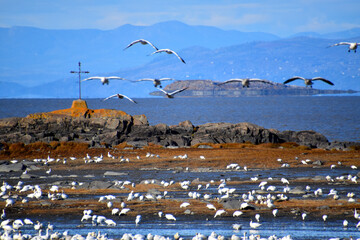 A country road in winter, L'islet, Québec, Canada