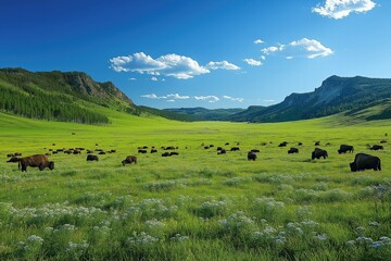 Fototapeta premium Bison grazing in a lush valley surrounded by mountains during a clear day