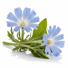 Chicory herb isolated on white background