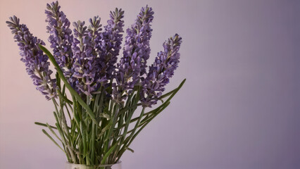 Fototapeta premium lavender gradient background