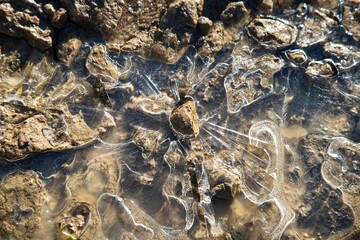 Of a frozen puddle with ice patterns, air bubbles, and small rocks.