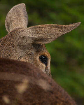 Detalle de Huemul Chileno