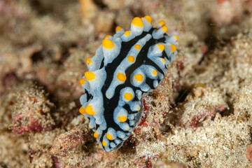 Indonesia, Raja Ampat, Nudibranch, Phyllidia varicosa, Sea slug