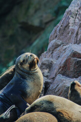 Obraz premium Sea lions