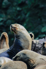 Fototapeta premium Sea lions Ballestas islands