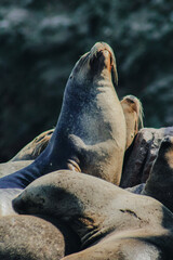 Fototapeta premium Sea lions on Ballestas Islands