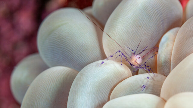 Indonesia, Raja Ampat, Bubble Coral Shrimp (Vir philippinensis)