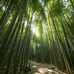 Fototapeta premium bamboo forest background