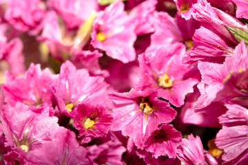 Colourful Tiny Little Flower Petals Mulicoloured Close Up for Background