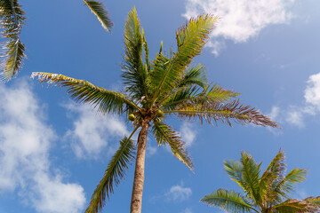 Obraz premium Lush Tropical Palm Trees Standing Majestically Against a Clear and Bright Blue Sky