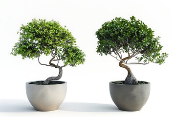 Plants in pots isolated on white background. 3D rendering.