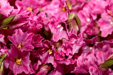 Colourful Tiny Little Flower Petals Mulicoloured Close Up for Background
