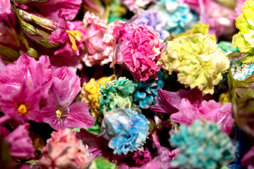 Colourful Tiny Little Flower Petals Mulicoloured Close Up for Background