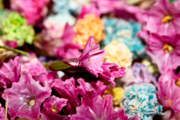 Colourful Tiny Little Flower Petals Mulicoloured Close Up for Background