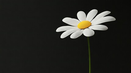 Obraz premium Close-up white flower on black background