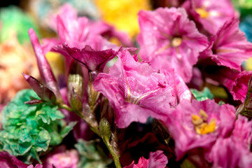 Colourful Tiny Little Flower Petals Mulicoloured Close Up for Background
