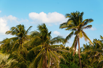 Lush Tropical Palm Trees Standing Gracefully Beneath a Clear and Bright Blue Sky Above
