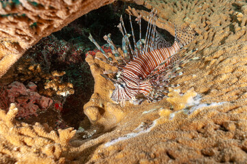 Indonesia, Raja Ampat, Lionfish (Pterois volitans)