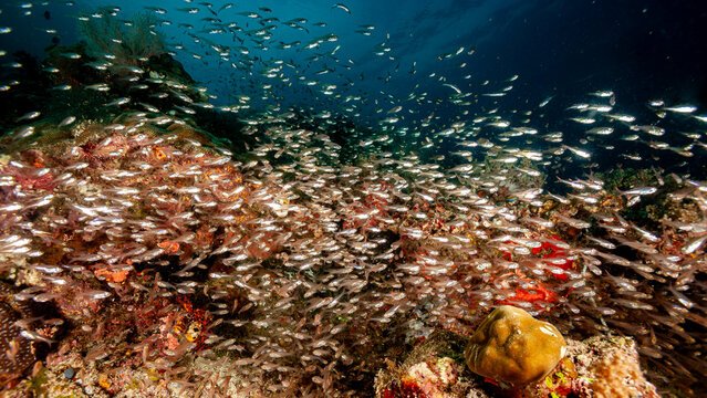 Indonesia, Raja Ampat, Glassfish, Sweepers  (Parapriacanthus ransonneti)
