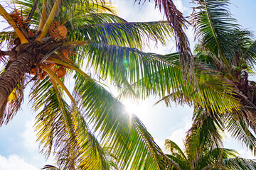 Sunny Tropical Palm Trees Gracefully Swaying Under Beautiful Blue Skies and Sunshine