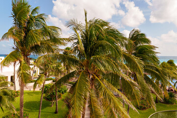 Experience a Tropical Paradise adorned with majestic Palm Trees under a stunning Blue Sky