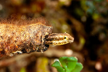 Indonesia, Raja Ampat, Small goby and its home