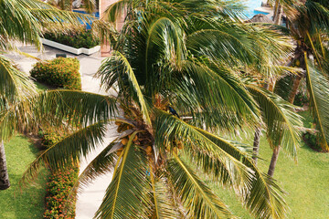 Lush and vibrant Tropical Palm Trees stand tall in a beautifully scenic Resort Landscape