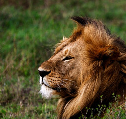 portrait of a lion