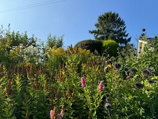 A lush garden is filled with various plants and flowers, basking under a clear blue sky. Tall trees...