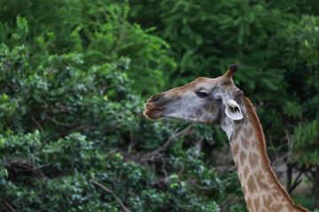 Close up head giraffe in the garden