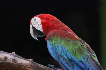 Close up head the red macaw parrot bird in garden