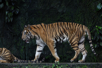 Close up Indochinese tiger is beautiful animal and dangerous in forest