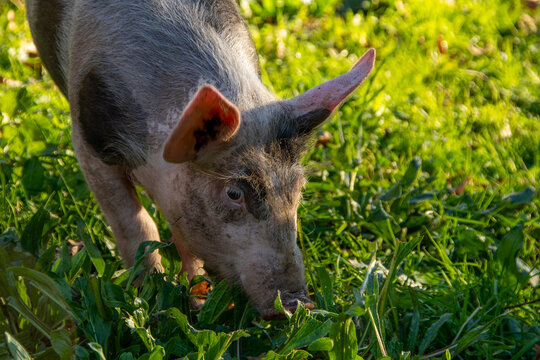 Cerdo en la Comunidad Aut&oacute;noma de Galicia (Espa&ntilde;a)