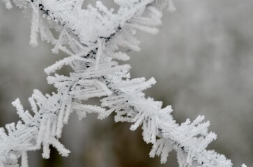 frost on an iron fence