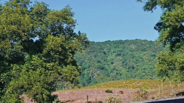 Beautiful Hill and tee garden with jaflong