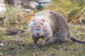 Obraz premium On a sunny autumn day, an adult grey nutria is walking right toward the camera lens on pale green grass.