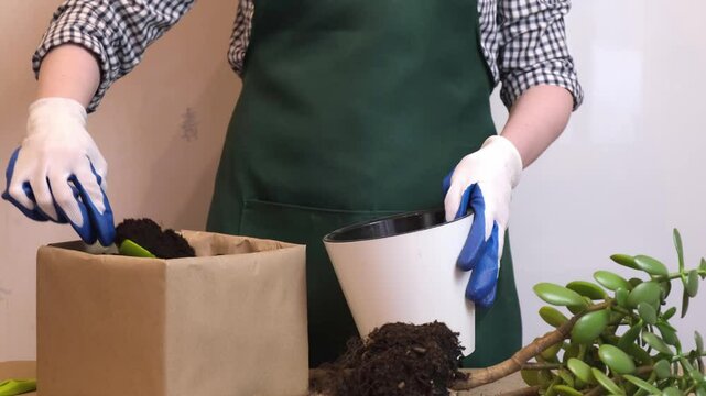 Woman is preparing to transplant houseplant. A woman holds a garden shovel in her hands and pours peat into a flower pot. Houseplant care, annual flower transplant.